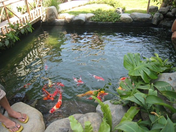 Xử lý nước hồ nuôi cá